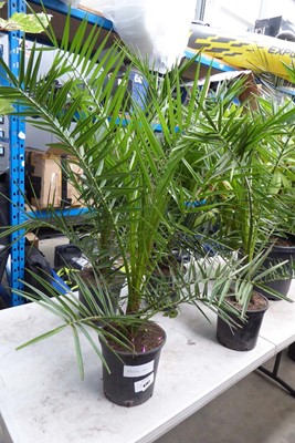 Lot 4167 - Phoenix Palm