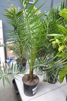 Lot 4168 - Phoenix Palm