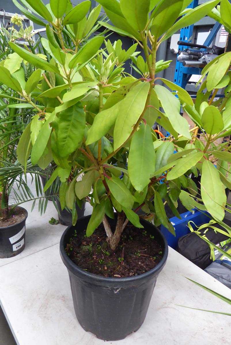 Lot 4169 - Large Rhododendron