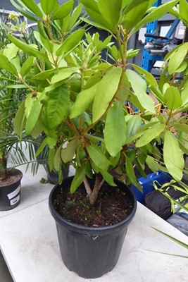 Lot 4169 - Large Rhododendron