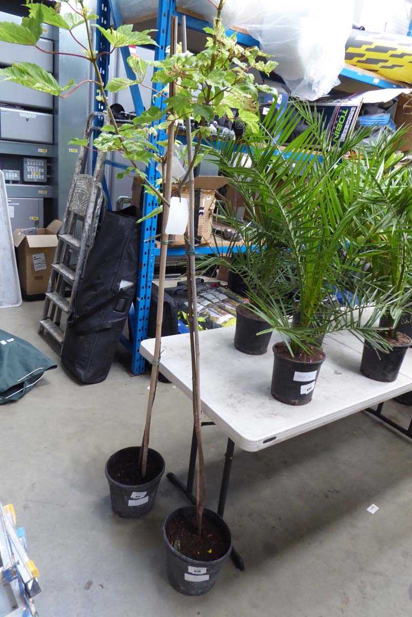 Lot 4170 - Acer Tree (Var) Brilliantissimum