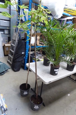 Lot 4170 - Acer Tree (Var) Brilliantissimum