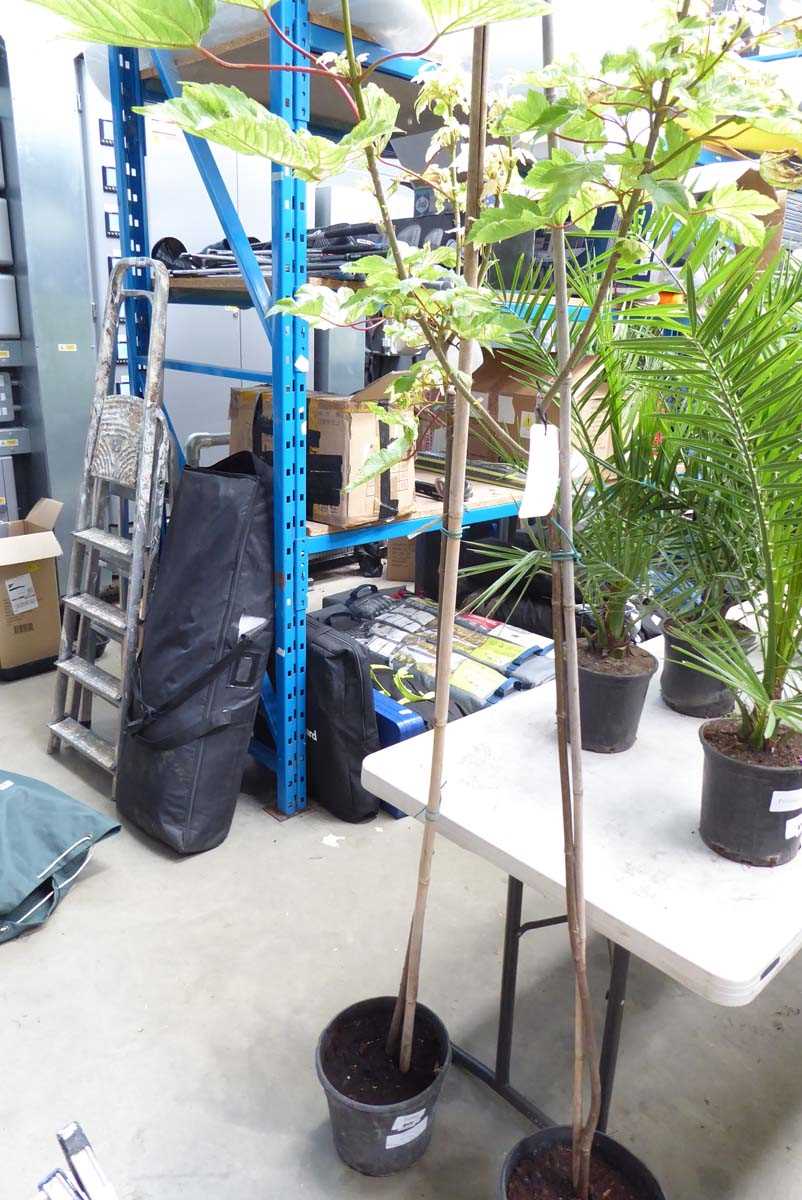 Lot 4171 - Acer Tree (Var) Brilliantissimum