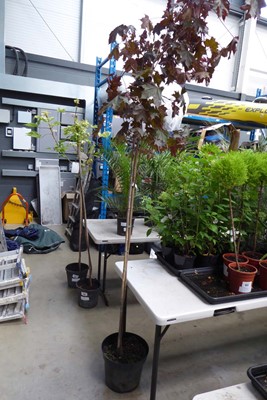 Lot 4172 - Extra Large Acer Tree (Var) Crimson King