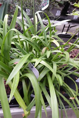 Lot 4181 - 2 Agapanthus