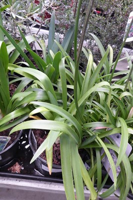 Lot 4182 - 2 Agapanthus