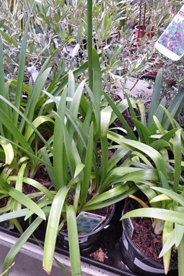 Lot 4183 - 2 Agapanthus