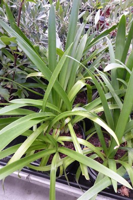 Lot 4184 - 2 Agapanthus