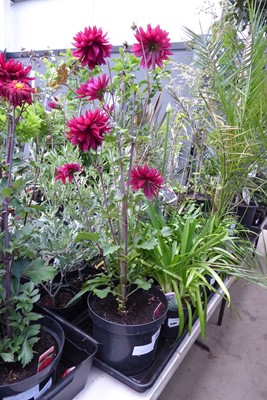 Lot 4185 - Tall Dahlia Cabernet