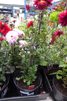 Lot 4186 - Dahlia Amora