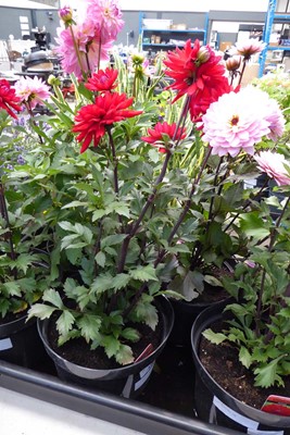 Lot 4187 - Dahlia Amora