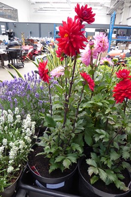 Lot 4188 - Dahlia Amora