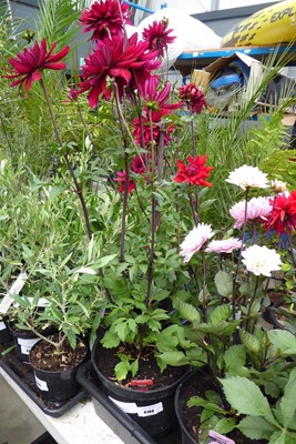 Lot 4189 - Dahlia Cabernet