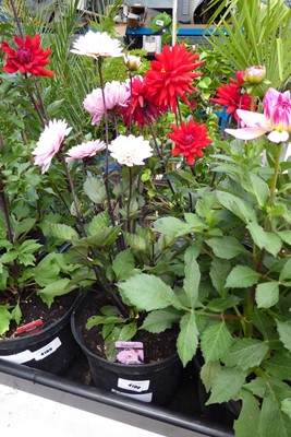 Lot 4190 - Large Dahlia La Tour