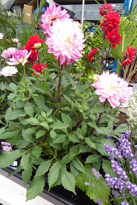 Lot 4191 - Dahlia Rose Bicolour