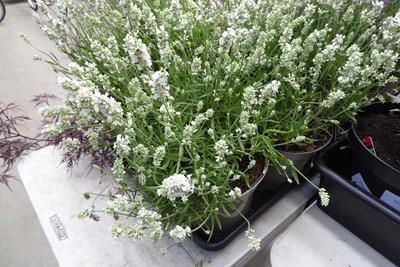 Lot 4192 - Large Lavender White