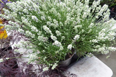 Lot 4193 - Large Lavender White