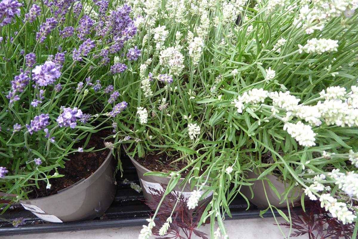 Lot 4194 - Large Lavender White