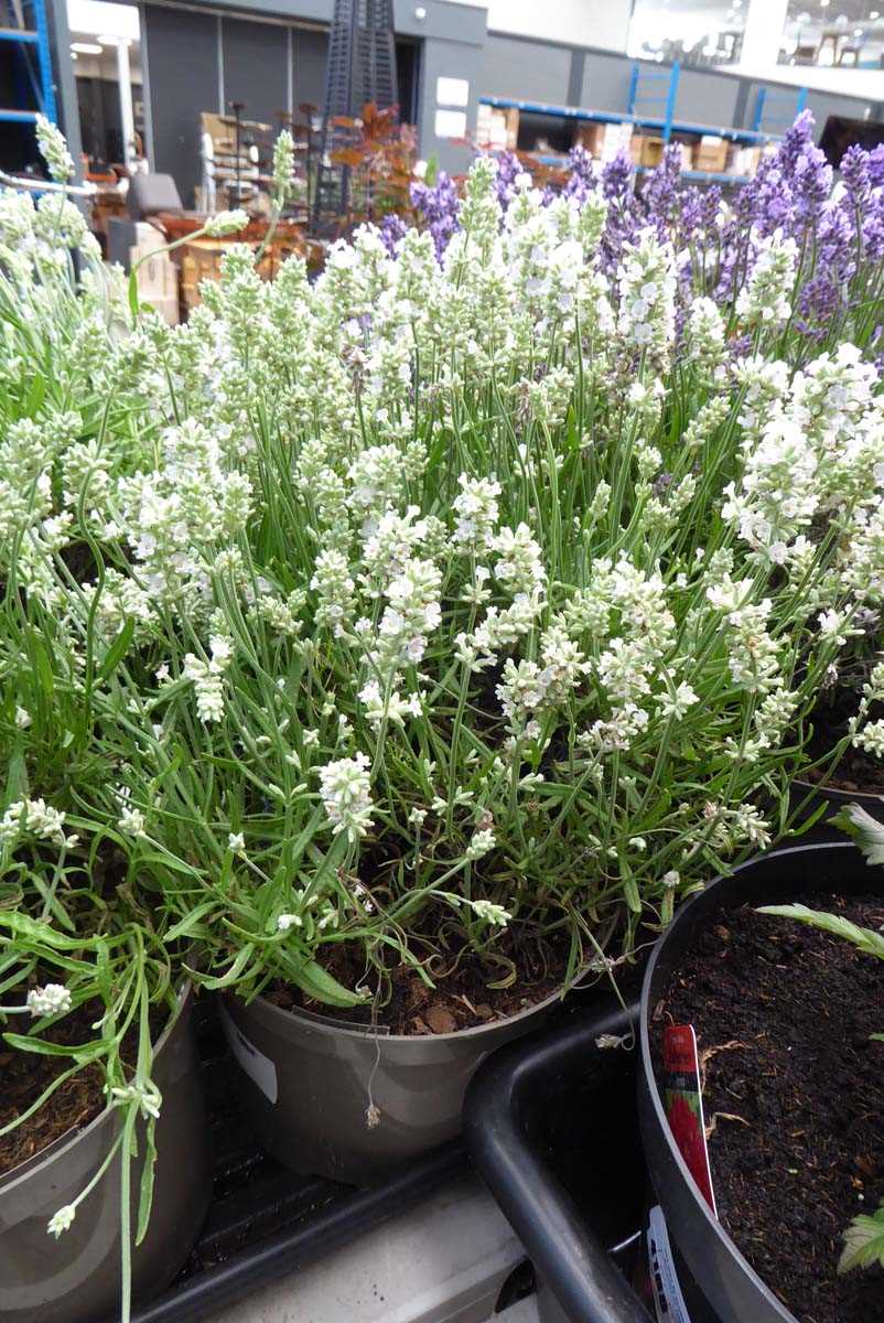 Lot 4195 - Large Lavender White