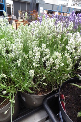 Lot 4195 - Large Lavender White