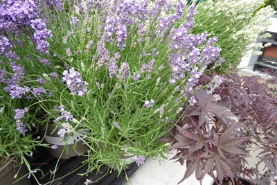 Lot 4196 - Large Lavender Purple
