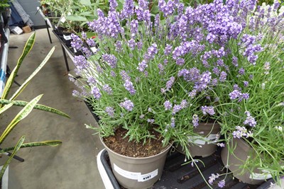 Lot 4197 - Large Lavender Purple