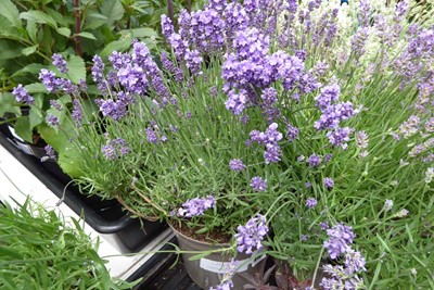 Lot 4198 - Large Lavender Purple
