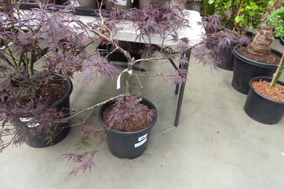 Lot 4199 - Acer Firecracker