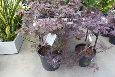Lot 4200 - Acer Skeeters Broom