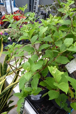 Lot 4201 - Hydrangea
