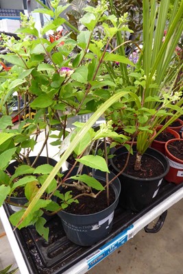 Lot 4202 - Hydrangea
