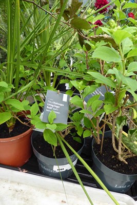 Lot 4203 - Hydrangea