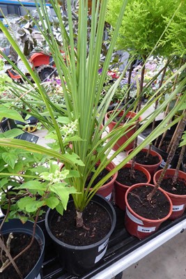 Lot 4204 - Small Cordyline