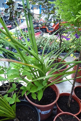 Lot 4205 - Small Cordyline