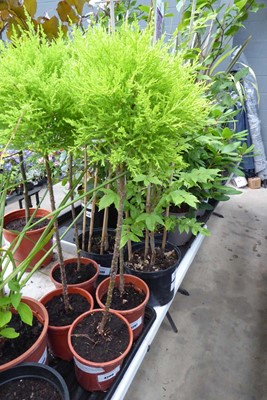 Lot 4206 - Pair of Standard Conifer Ball Tree