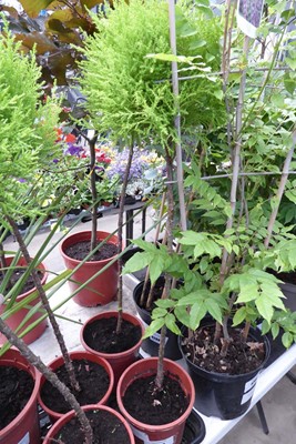Lot 4207 - Pair of Standard Conifer Ball Tree