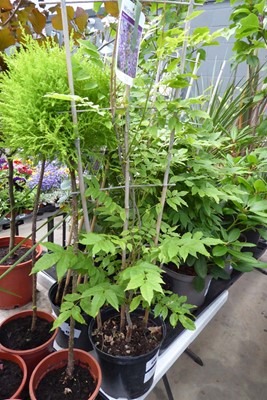 Lot 4208 - Wisteria