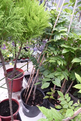Lot 4209 - Wisteria