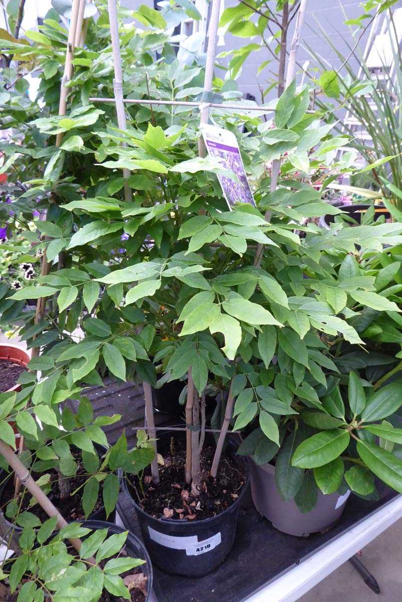 Lot 4210 - Wisteria