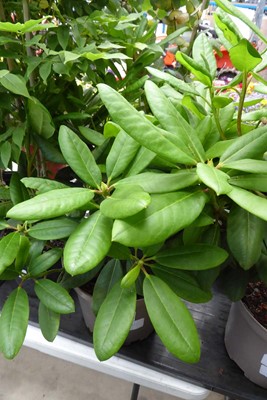 Lot 4211 - Rhododendron