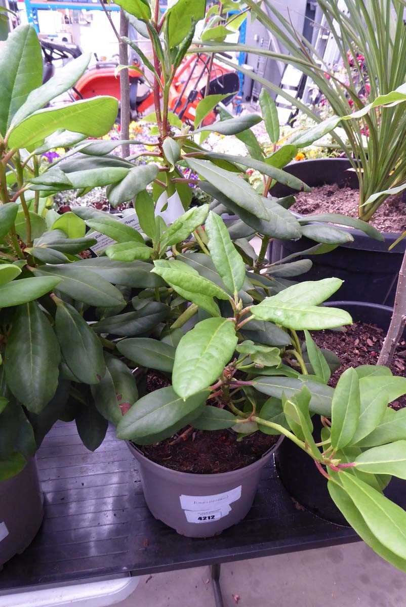 Lot 4212 - Rhododendron