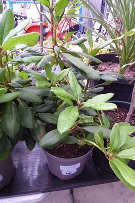 Lot 4212 - Rhododendron
