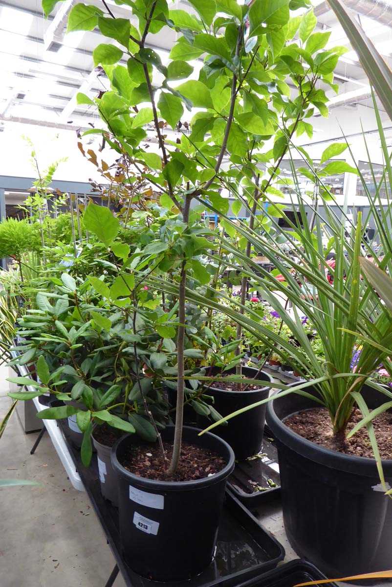 Lot 4213 - Large Magnolia (Var) Susan