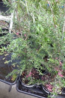 Lot 4222 - 2 Leptospermum