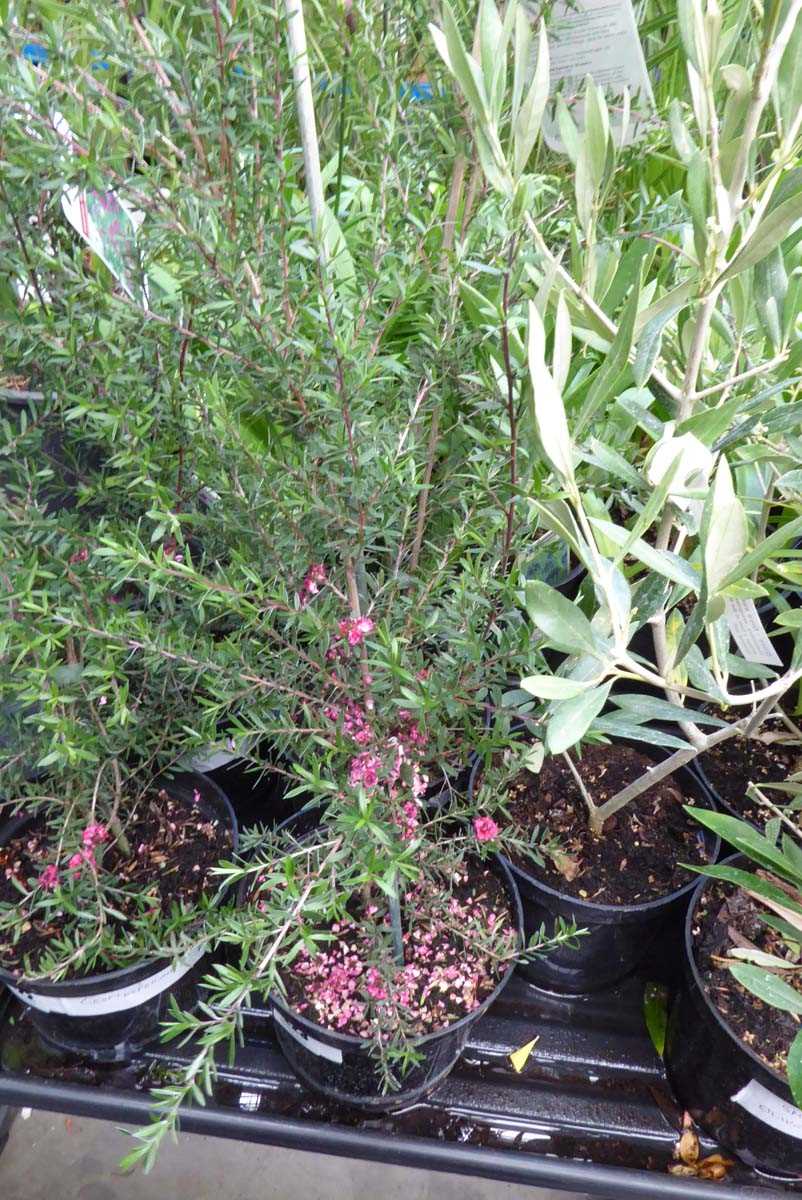 Lot 4223 - 2 Leptospermum