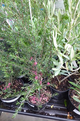 Lot 4223 - 2 Leptospermum