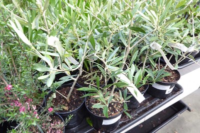 Lot 4224 - 2 small olive trees