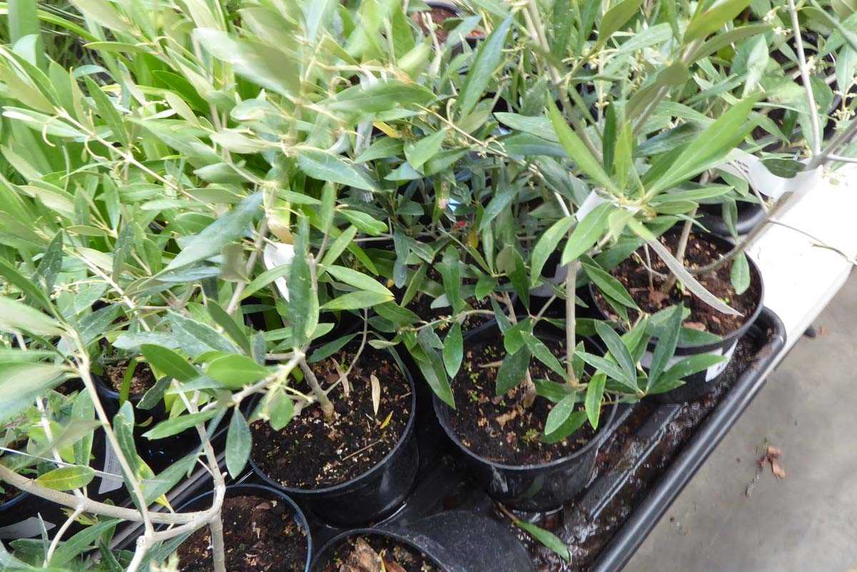 Lot 4225 - 2 small olive trees