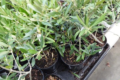 Lot 4225 - 2 small olive trees