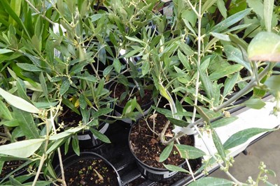 Lot 4226 - 2 small olive trees